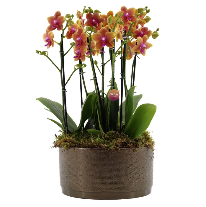 <h4>Flower Symphony | 3 x 2 tak Bolgheri in Sarah Bowl</h4>