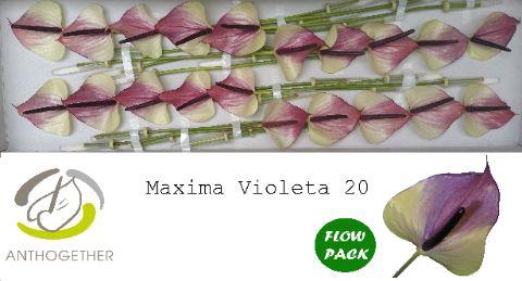 <h4>Anthurium Maxima Violeta</h4>