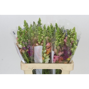 Antirrhinum Potomac Mix