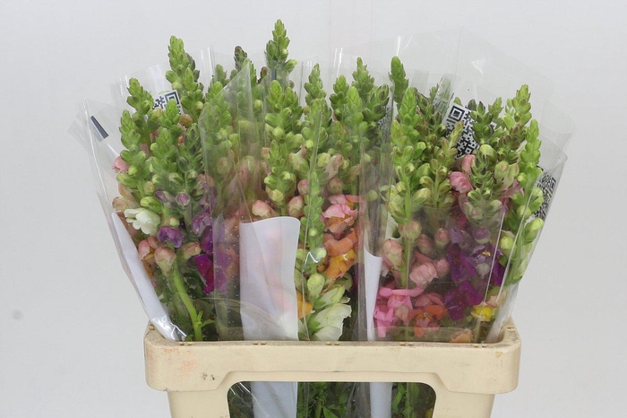 <h4>Antirrhinum Potomac Rainbow Mix</h4>