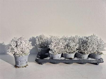 Leucoph Brownii + Snow