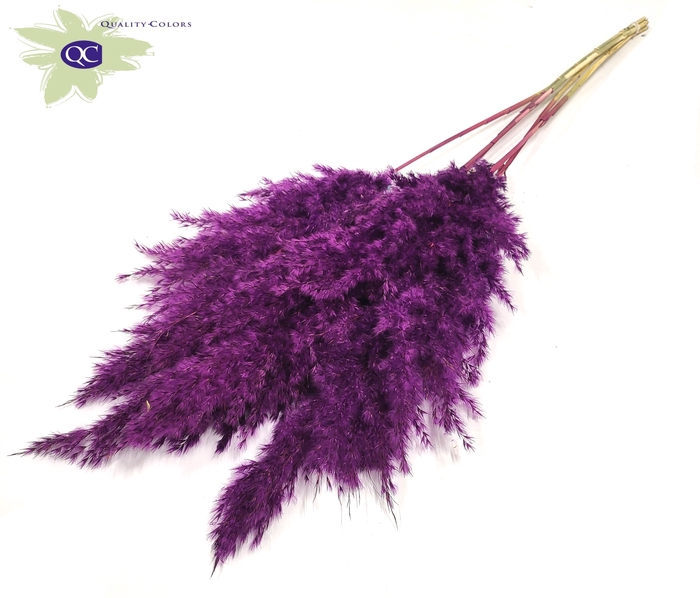 <h4>Pampas grass 100cm 5stems per bunch purple</h4>