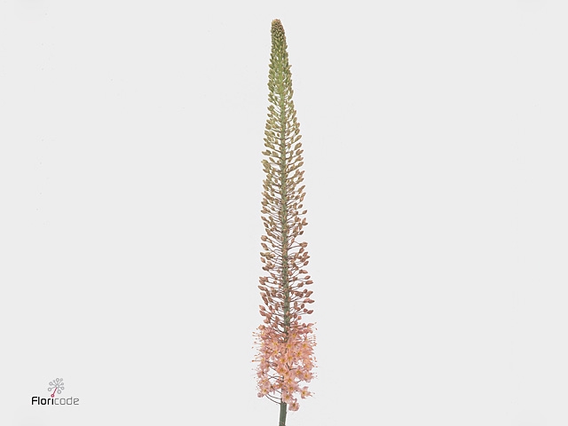 EREMURUS MACARENA