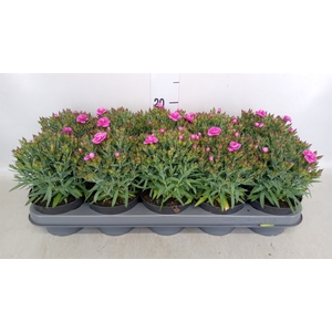 Dianthus car. 'Peman'
