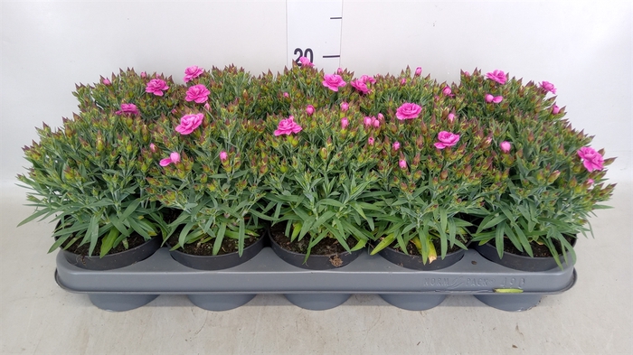 <h4>Dianthus car. 'Peman'</h4>