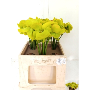 SARRACENIA OV