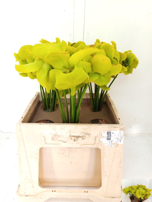 <h4>SARRACENIA OV</h4>