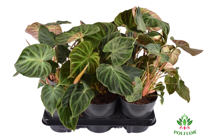 Philodendron Verrucosum Incensi 14Ø 40cm