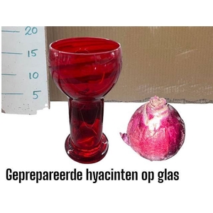 Hyacinthus op glas gemengd 3klr