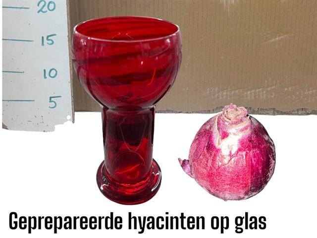 <h4>Hyacinthus op glas gemengd 3klr</h4>