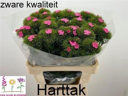 <h4>Di Barb S Will Pink</h4>