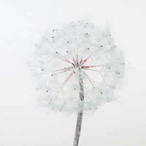 Af Dandelion On Stem 101cm Whi