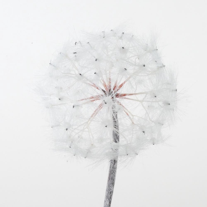 <h4>Af Dandelion On Stem 101cm Whi</h4>