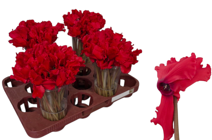 <h4>CYCL PER BLOEM OV</h4>