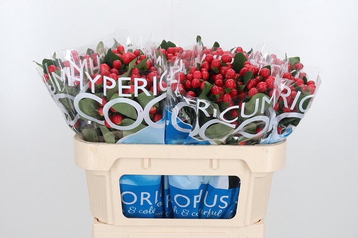 <h4>Hyp Coco Tango</h4>