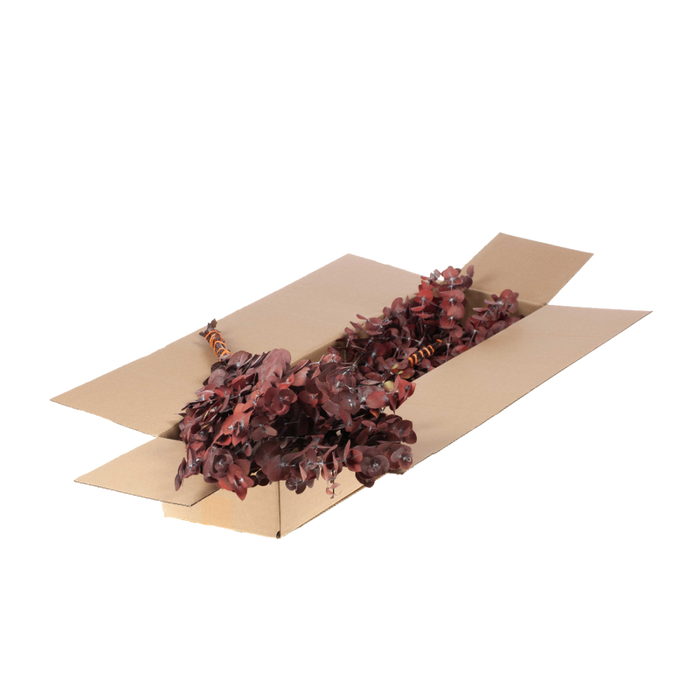 <h4>Eucalyptus True Blue Preserved A Sb Burnt Orange</h4>