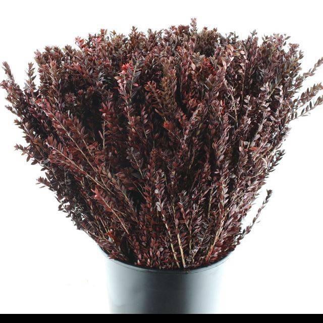 <h4>MYRTUS COM BS</h4>