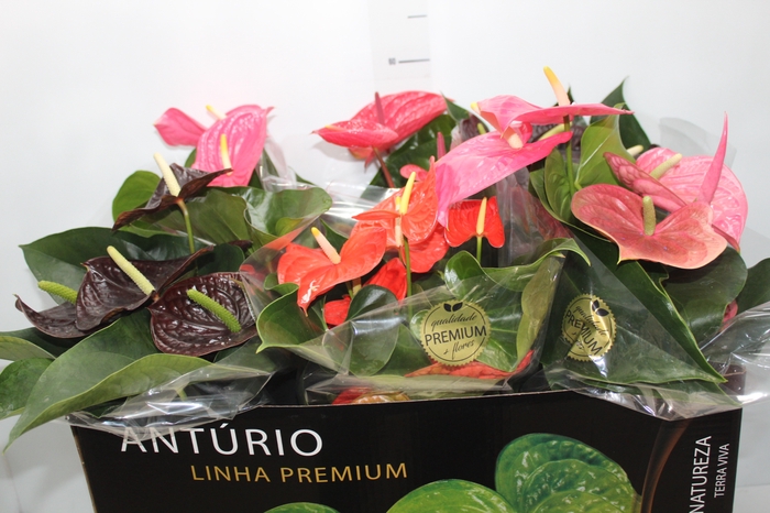 <h4>ANTHURIUM VARIADO P17 PREMIUM</h4>