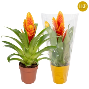 Vriesea Int Apricot Oranje (Met Hoes)