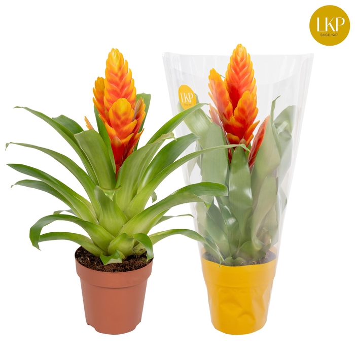 <h4>Vriesea Int Apricot Oranje (Met Hoes)</h4>