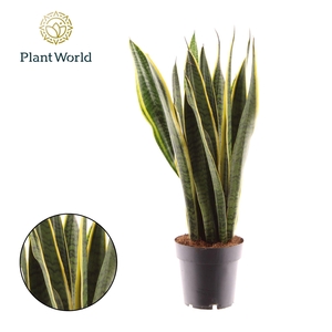 Sansevieria trifa. 'Laurentii'