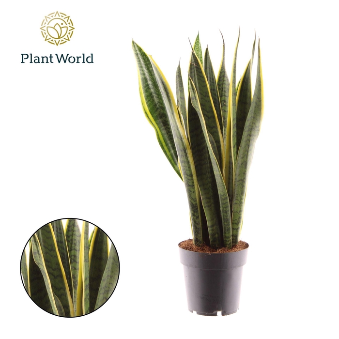 <h4>Sansevieria trifa. 'Laurentii'</h4>