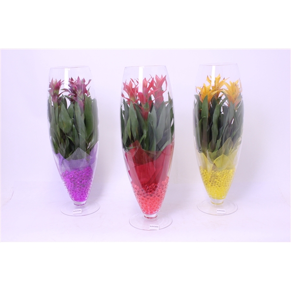 <h4>Guzmania variés</h4>