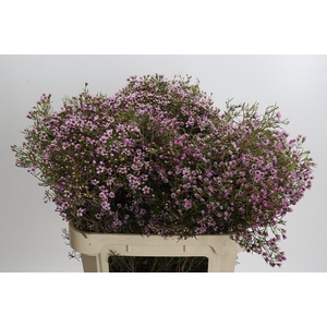 Chamelaucium Solar