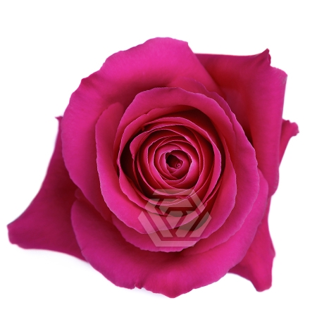 <h4>R GR PINK FLOYD Tessa</h4>