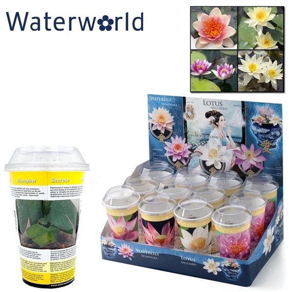 <h4>Nymphaea beker pygmaea mix + display - dwergwaterlelie</h4>