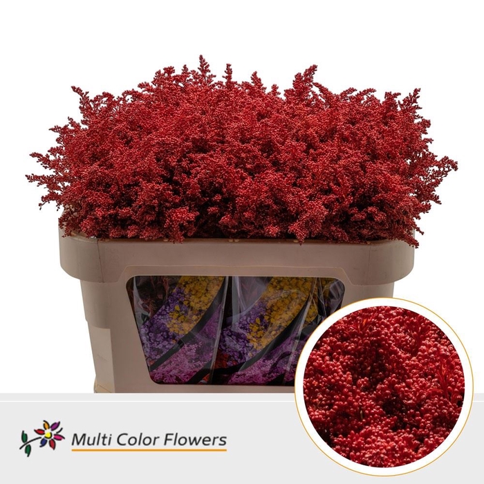 Solidago colored RED