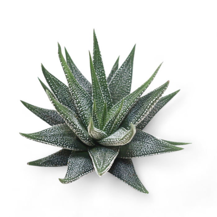 <h4>Haworthia Concolor Cutflower</h4>