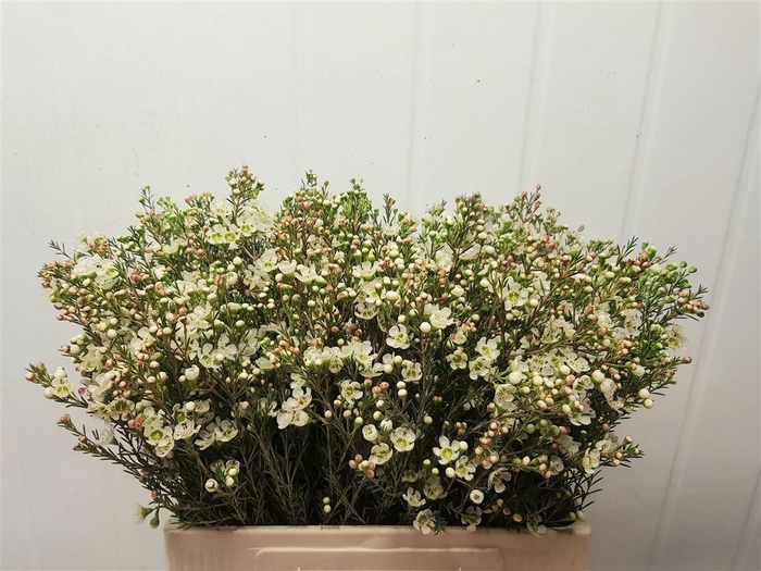 <h4>CHAME ME SIRIUS</h4>