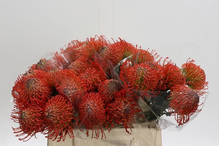 <h4>Nutans Succession</h4>