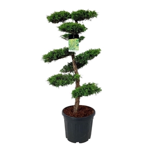 Juniperus pf. 'Pfitzeriana Aurea'