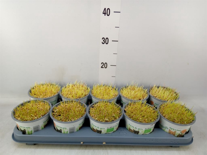 <h4>Hordeum sp.   ...kattegras zaai</h4>