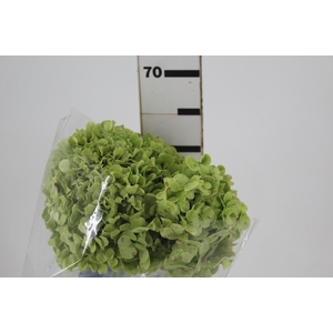 HORTENSIA FORCE 060 CM VERDE