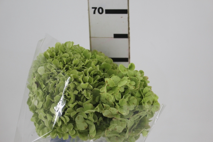 HORTENSIA FORCE 060 CM VERDE