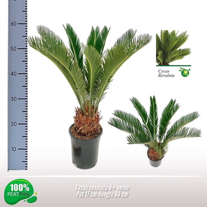 <h4>Cycas revoluta 8-11 veren</h4>