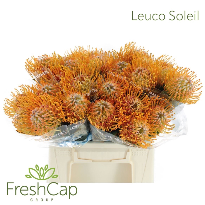 <h4>Leuco Soleil</h4>
