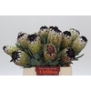Protea Niobe