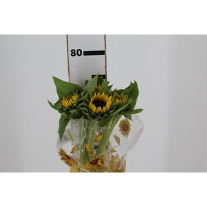 GIRASSOL 070 CM