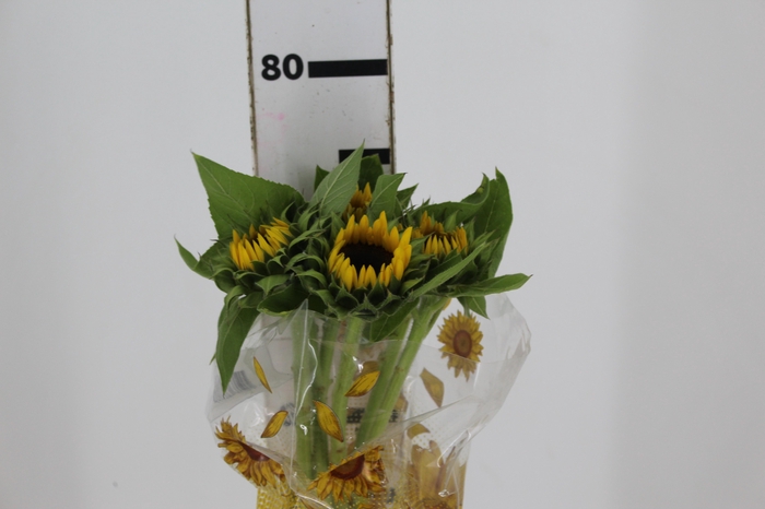 GIRASSOL 070 CM
