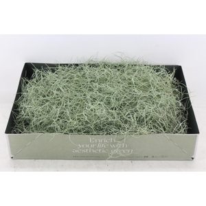 arr3 CP - Usneoides x6