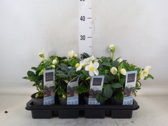 <h4>Helleborus niger 'Christmas Carol'</h4>