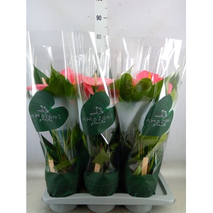 Anthurium andr. 'Colorado'
