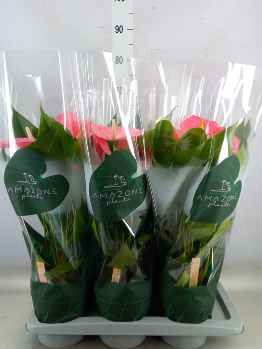 <h4>Anthurium andr. 'Colorado'</h4>