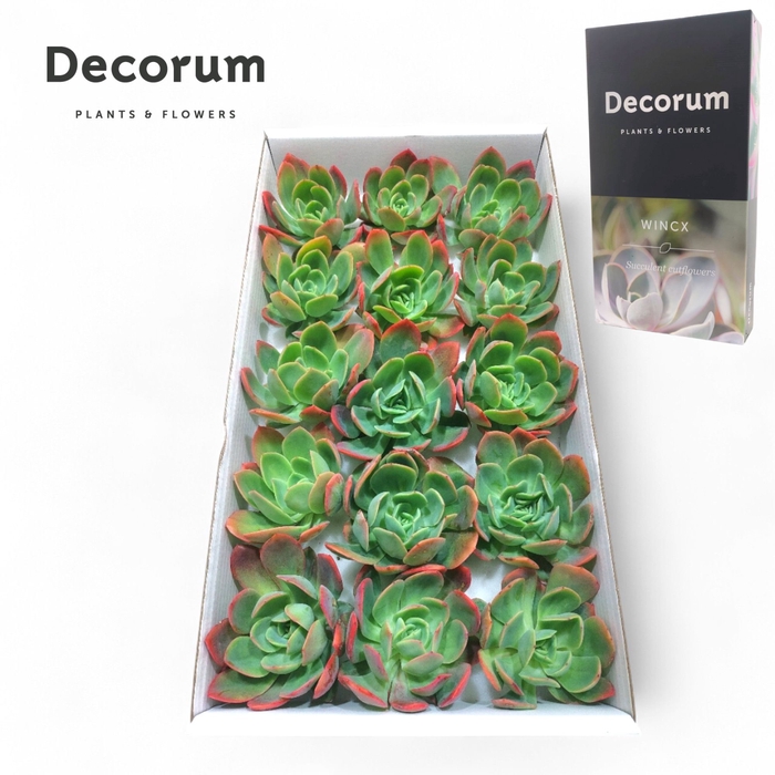 <h4>Echeveria Luella Cutflower Wincx-10cm</h4>