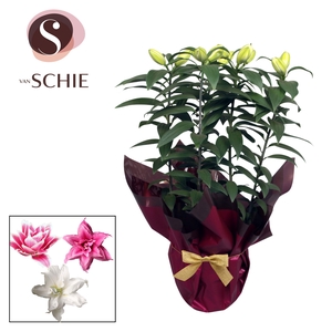 Roselily p19 Rondella LUXE