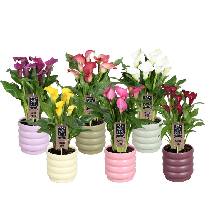 <h4>Zantedeschia gemengd Calla mix in Malmö keramiek</h4>